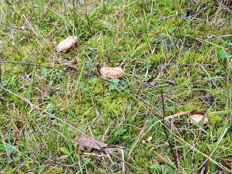 Muğla’da Sezonun İlk Çıntarları Çıktı 1